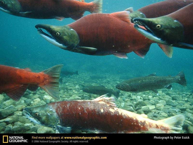 sockeye-salmon (Medium)