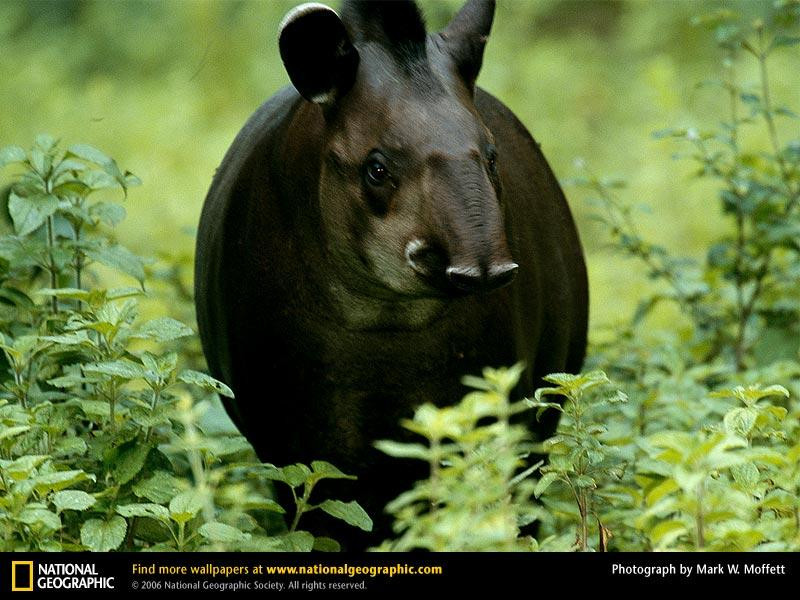 tapir (Medium)