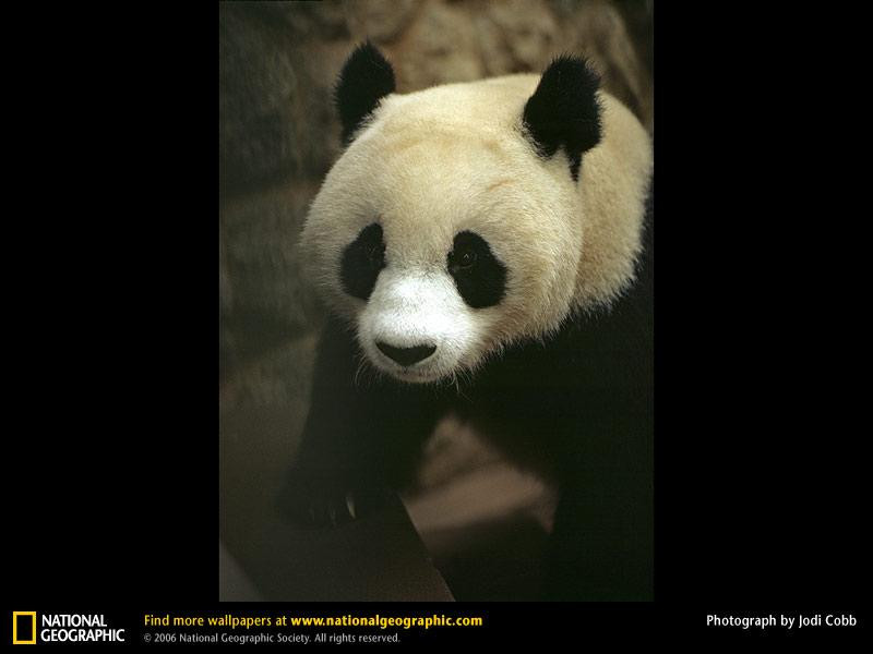 giant-panda-closeup (Medium)