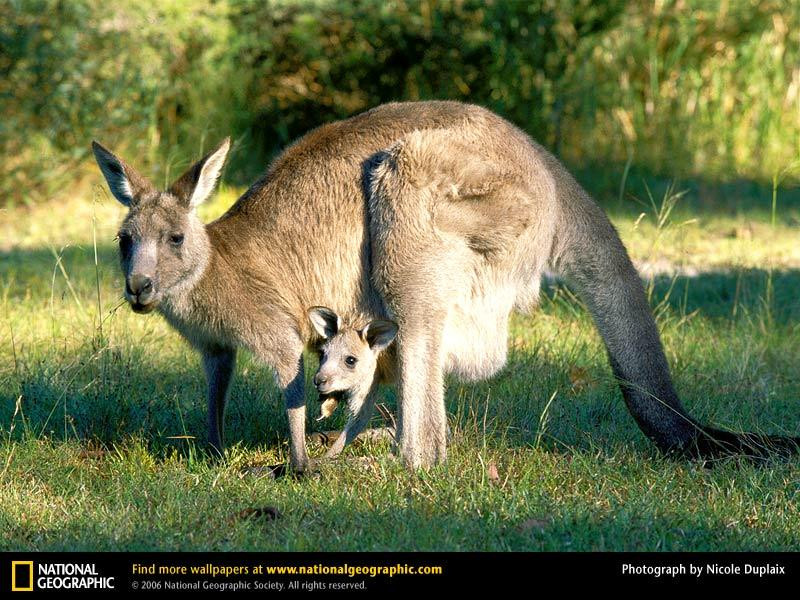 gray-kangaroo (Medium)