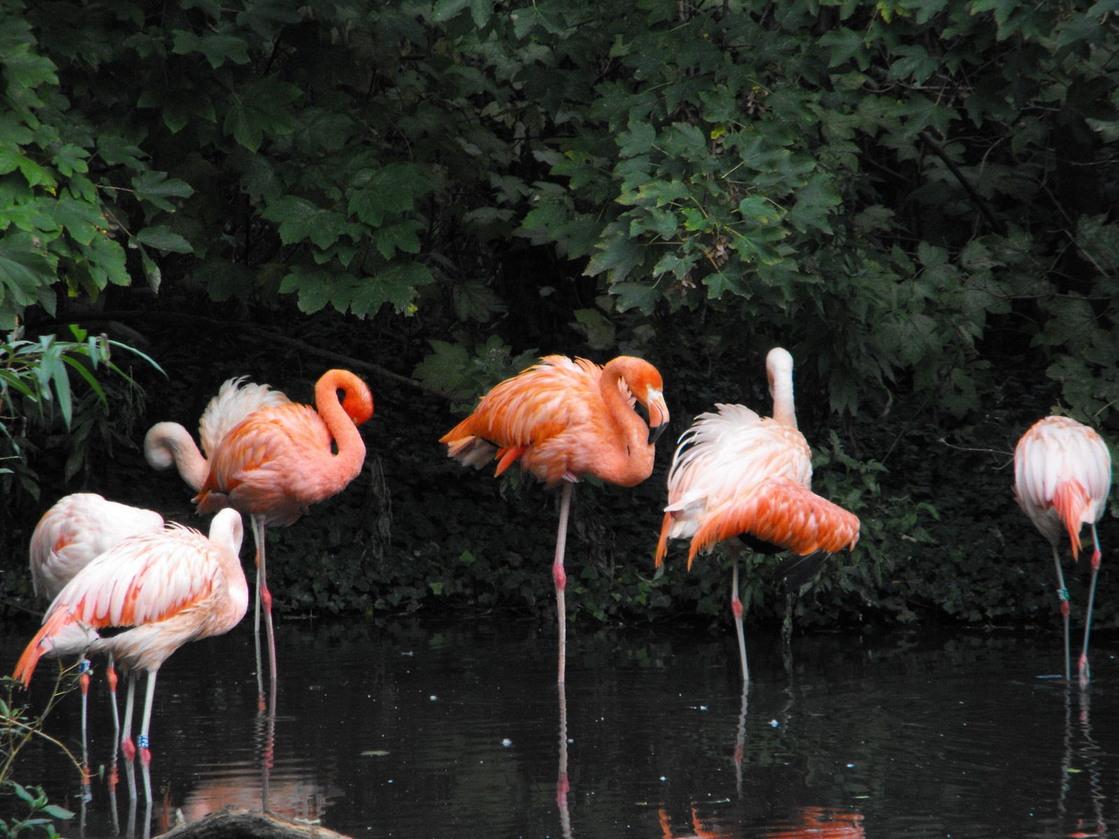 Aalborg állatkert Ålborg Zoo