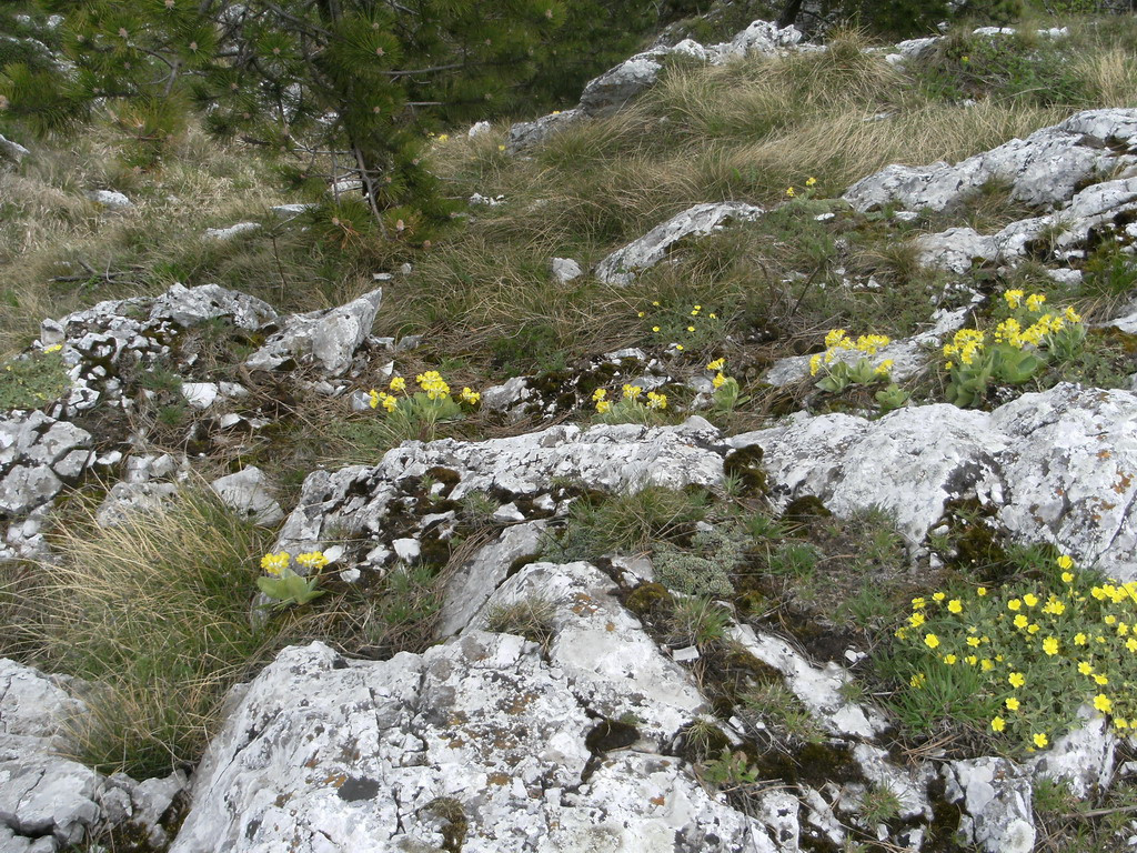 Erdely Herkulesfurdo tajkep 095