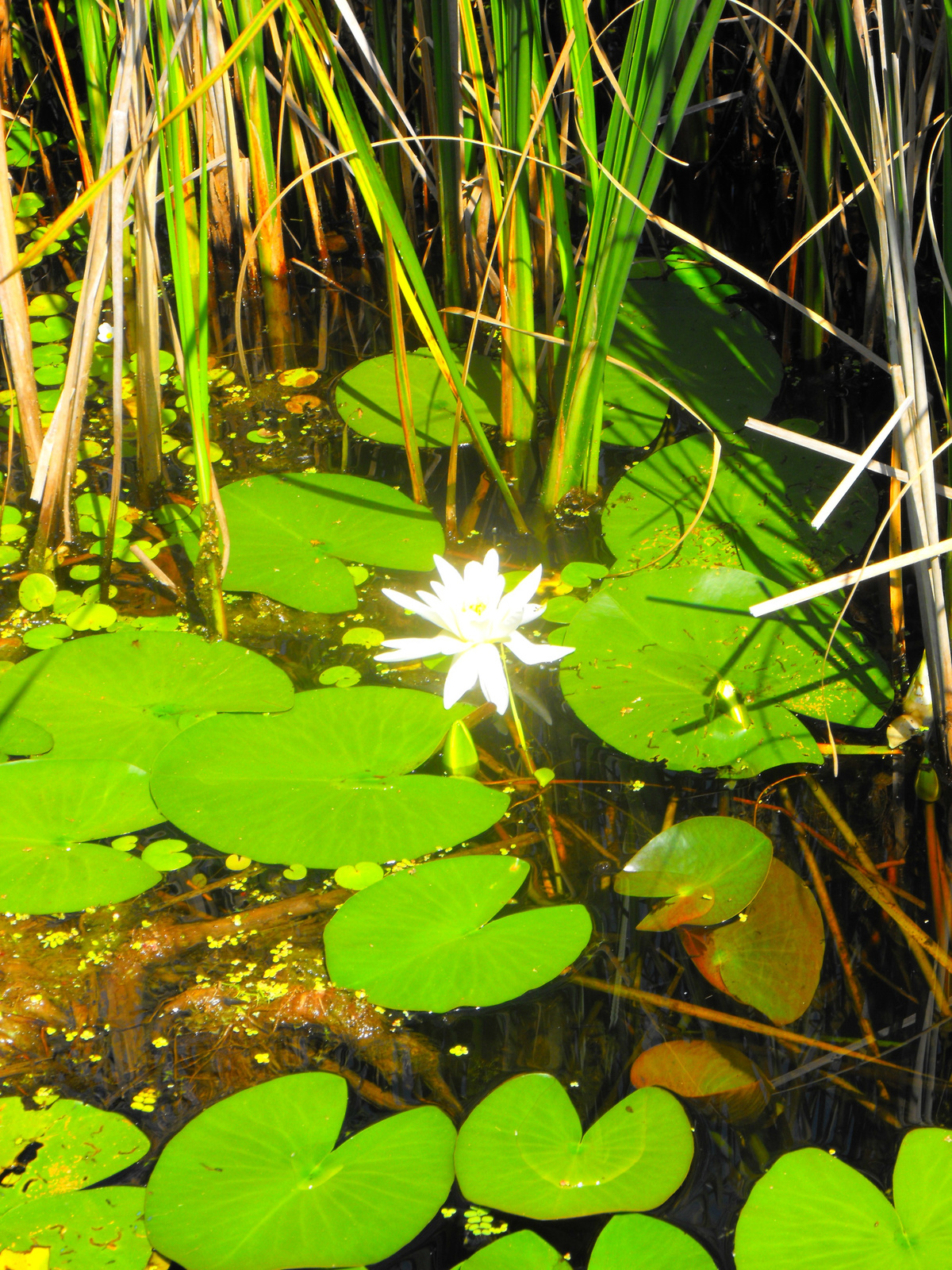 Tisza-tó.2009.Tanösvény.Tavirózsa.