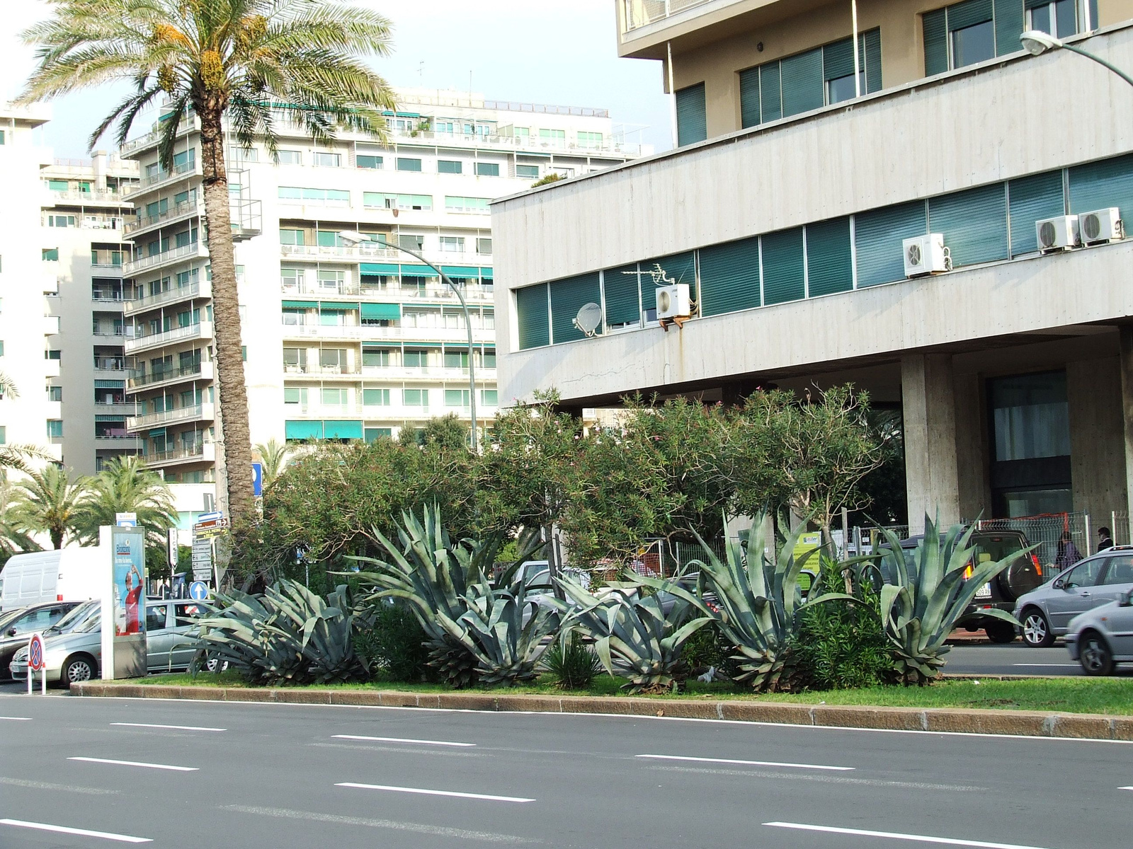 agave soveny genovaban