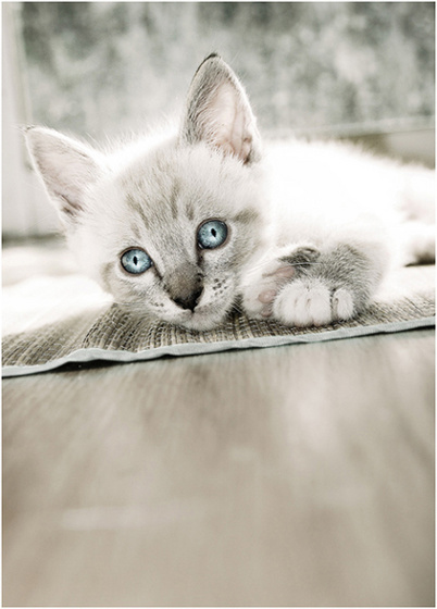 baby blue eyes by shyble