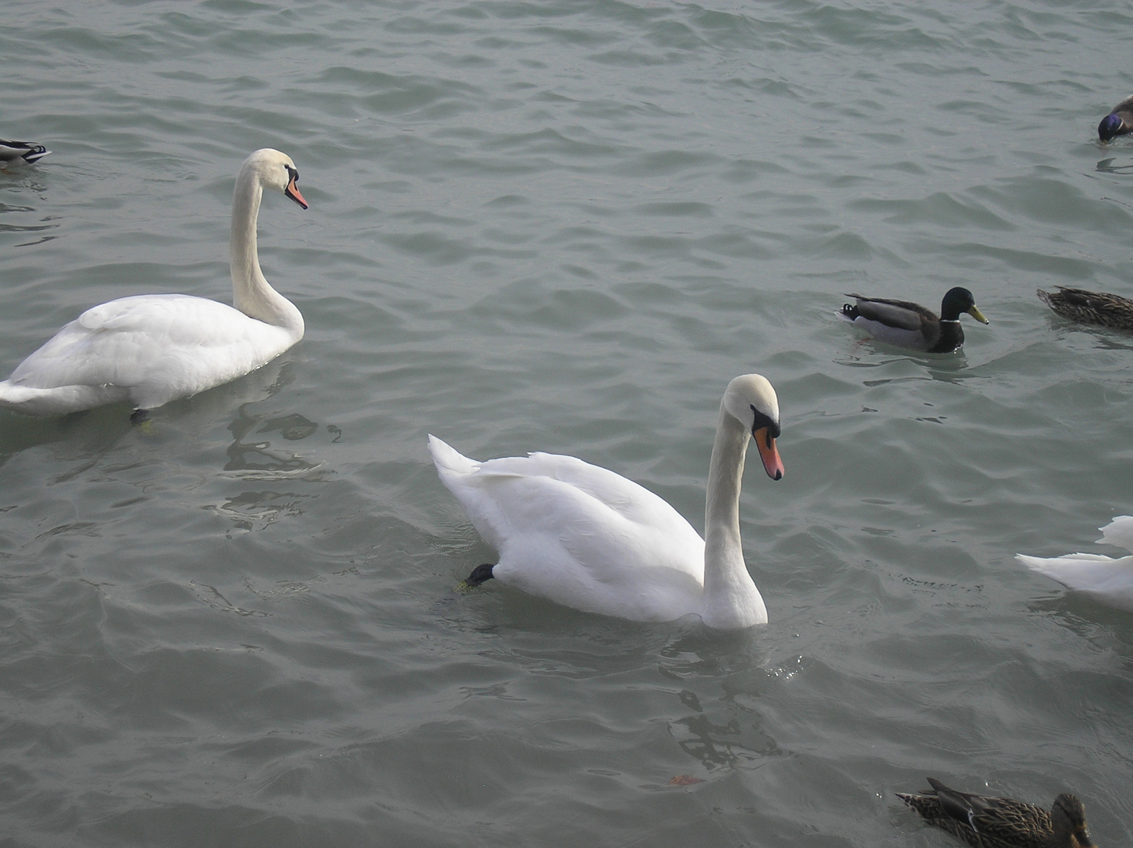 Balatonfüred 2010.02.28. 012