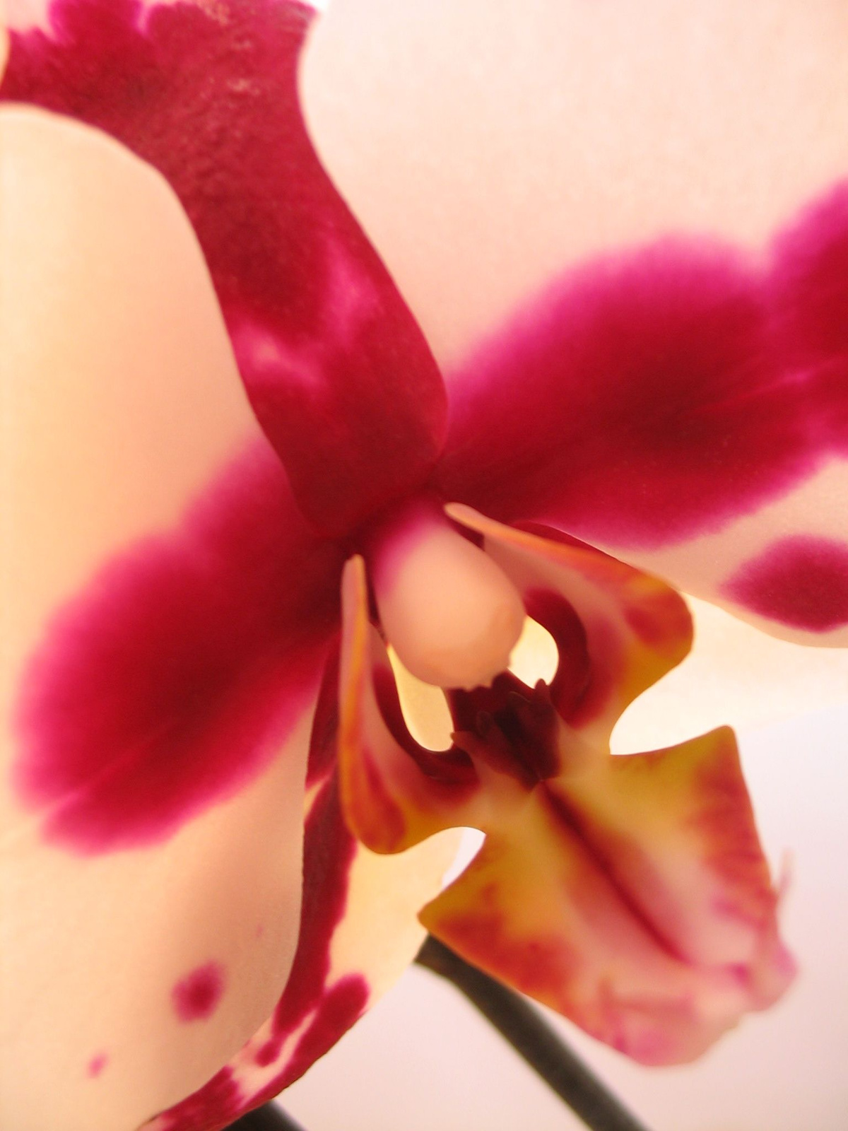 orchidea