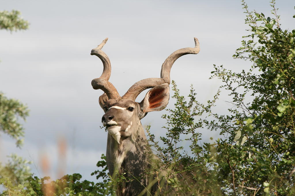 Kudu