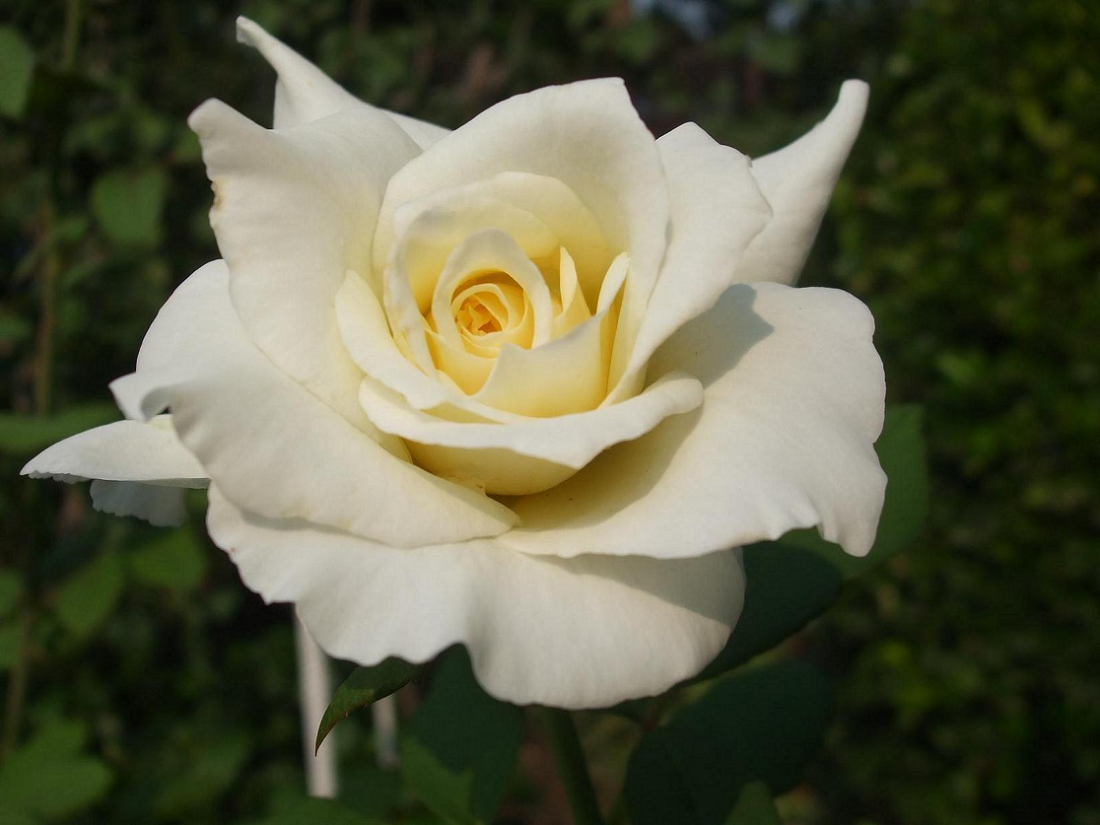 Egy szál fehér rózsa