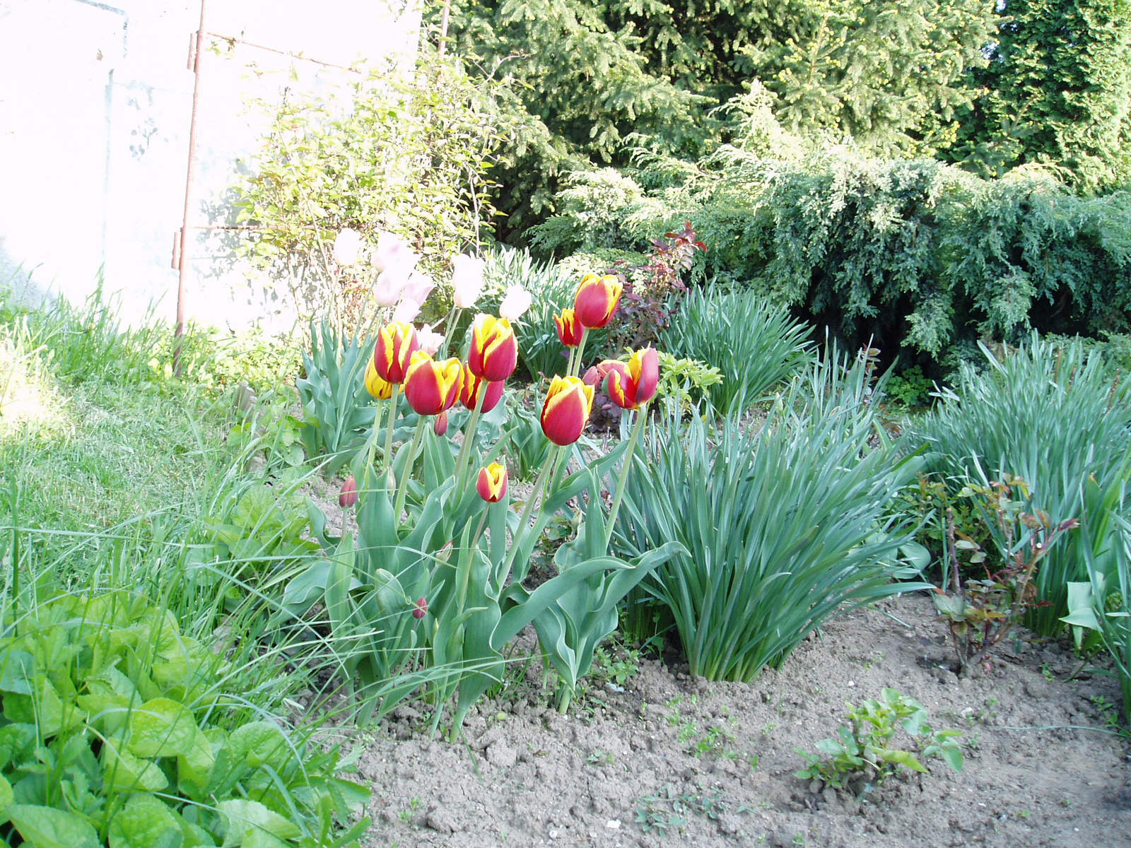 tulipán tujával
