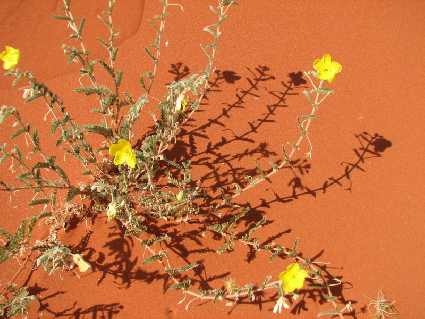 desert flower mary