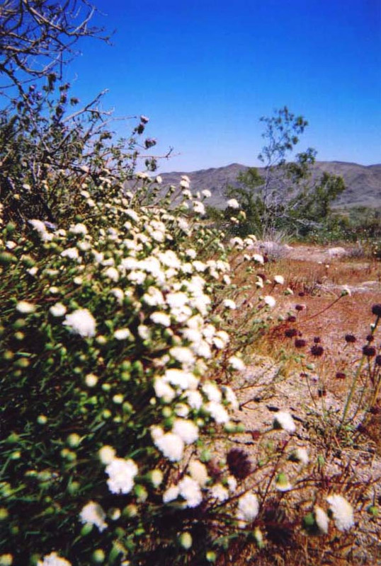 DesertFlowerBed