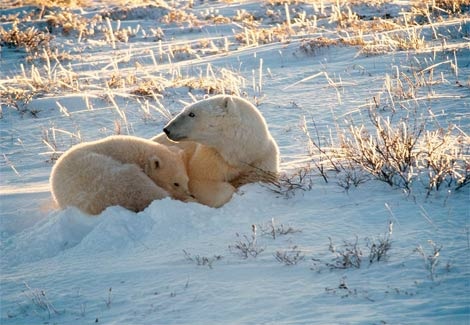 bay-polar-bears-492292-ga