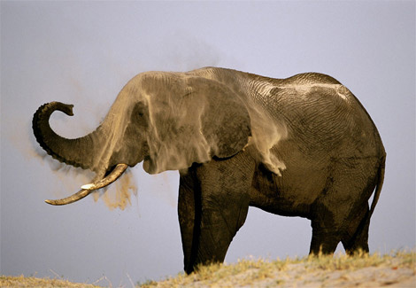 elephant-dust-bath-683922-ga