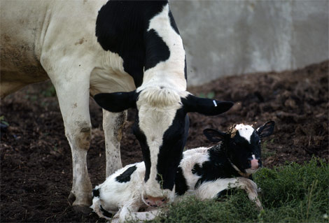 newborn-calf-canada-252383-ga