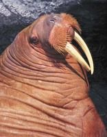 walrus2