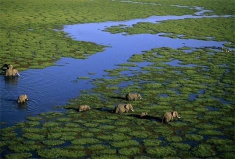 aerial-view-elephants-kenya-981243-ga