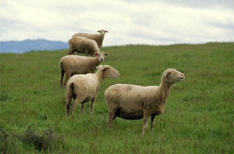 shorn-sheep-california-462896-ga