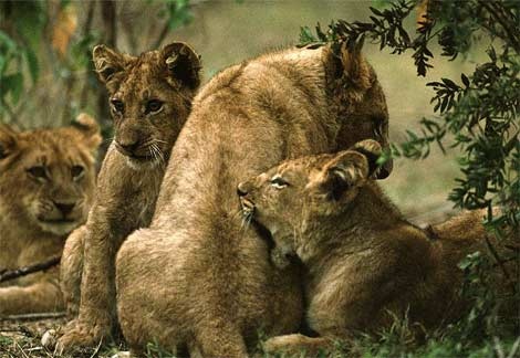 african-lioness-grooming-cubs