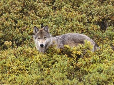 normal Tundra of Alaska, Gray Wolf