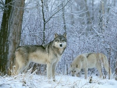 normal Winter Land Wolves