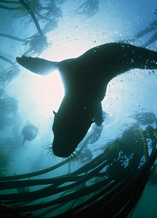 seal-kelp-south-africa-707637-ga