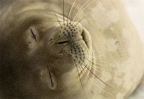 weddell-seal-sleeping