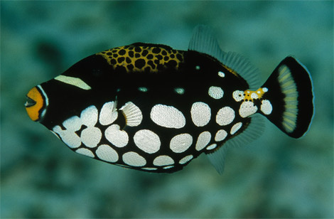 clown-triggerfish-indonesia-977806-ga