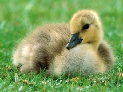 normal Canada Gosling