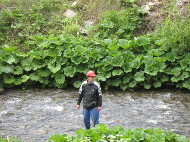 Románia Remeti Jád-völgye 2009.05 158