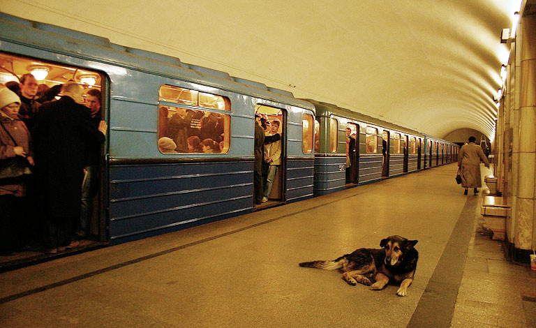 Metró kutyák