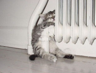 funpicture-cat radiator