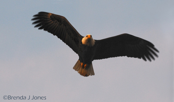 sas eagle