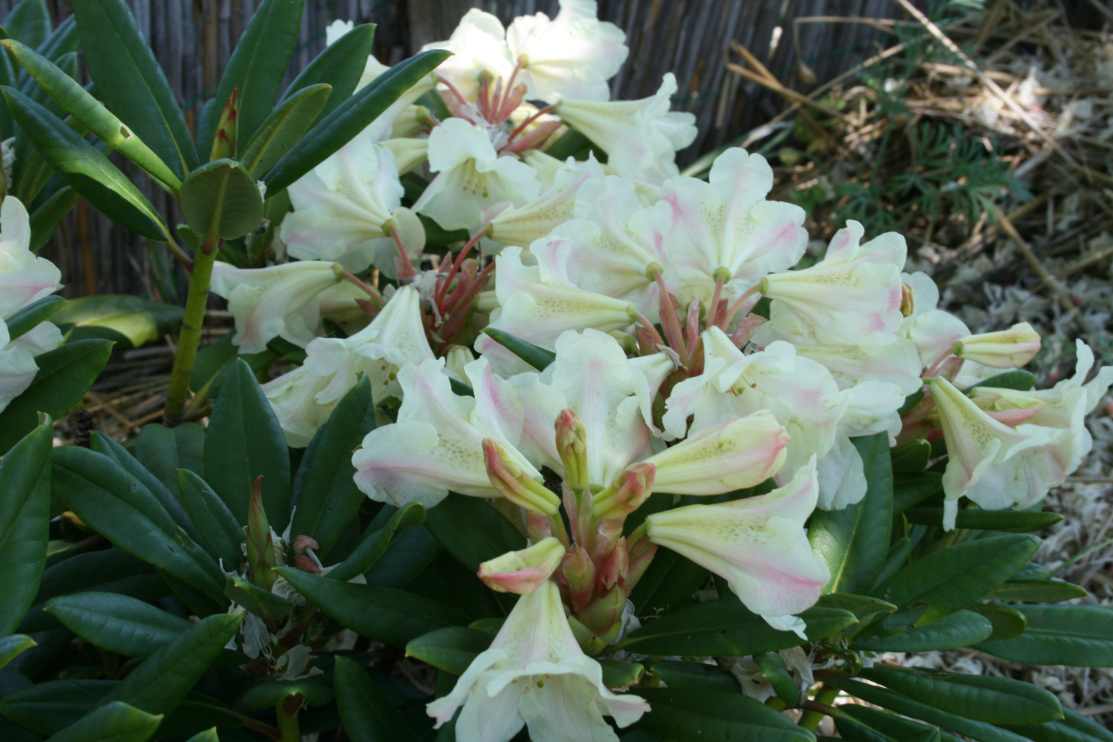 Rhododendron (krém)