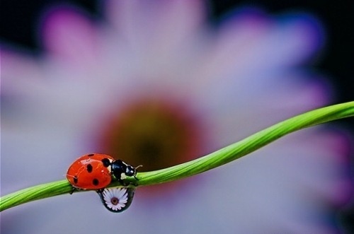 thumbs extreme-close-up-zoom-insects-2e-21