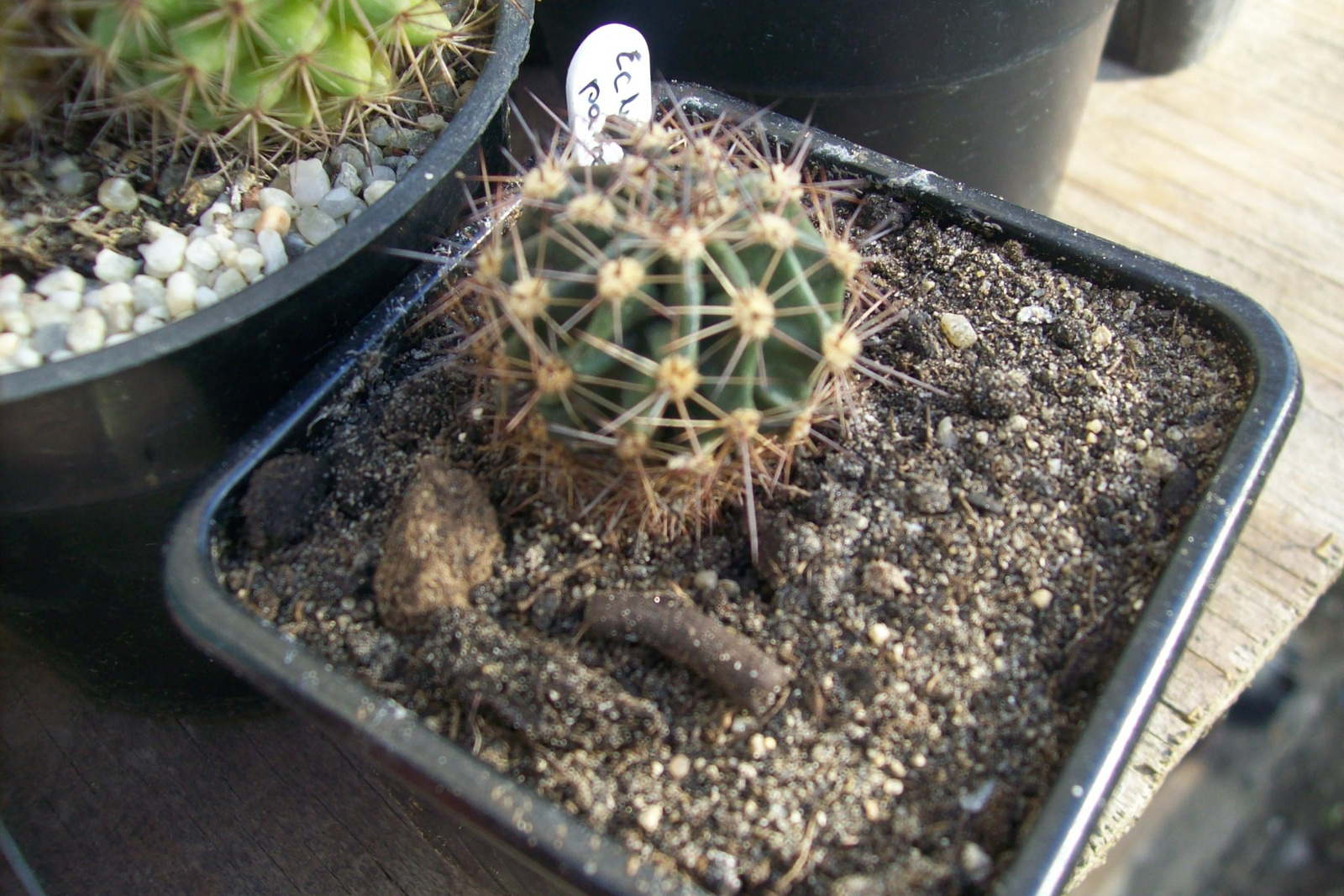 echinopsis paramounth