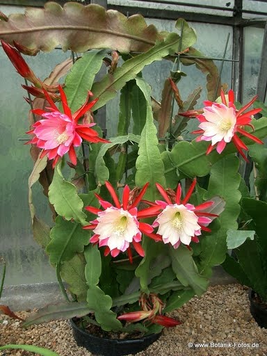 Epiphyllum cv. Clown