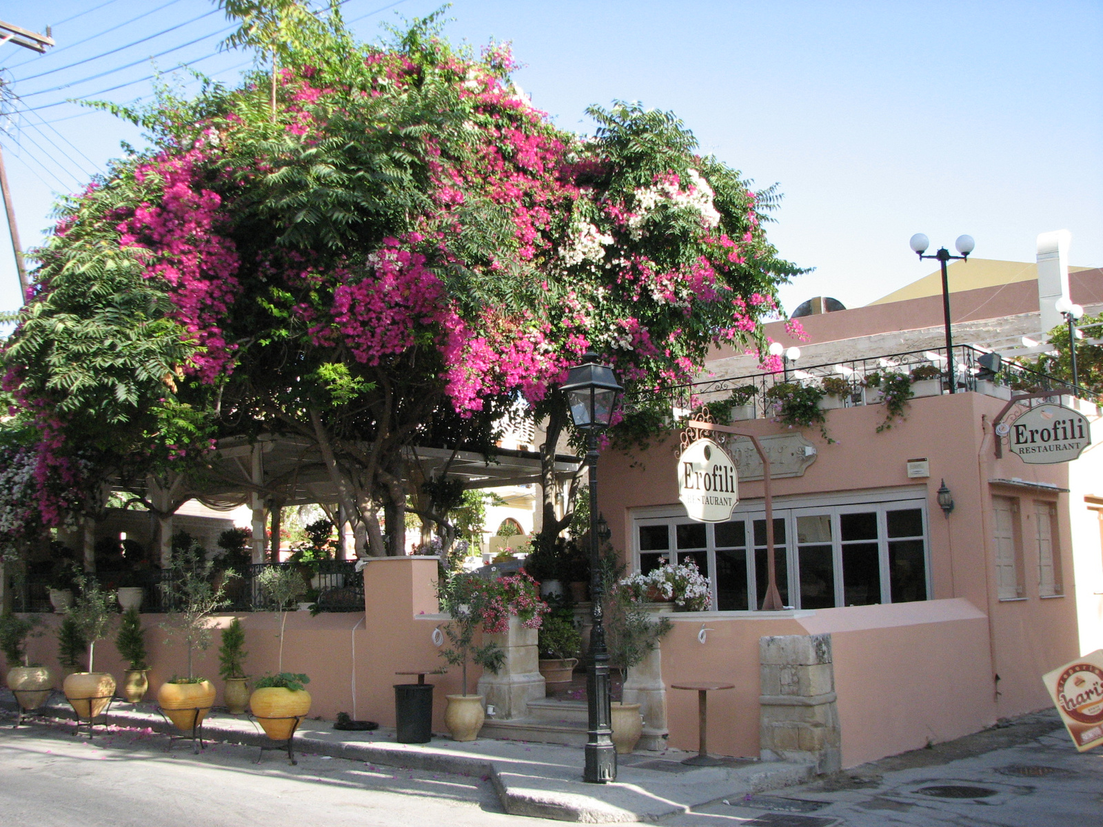 rethymno  bougenvillea fa