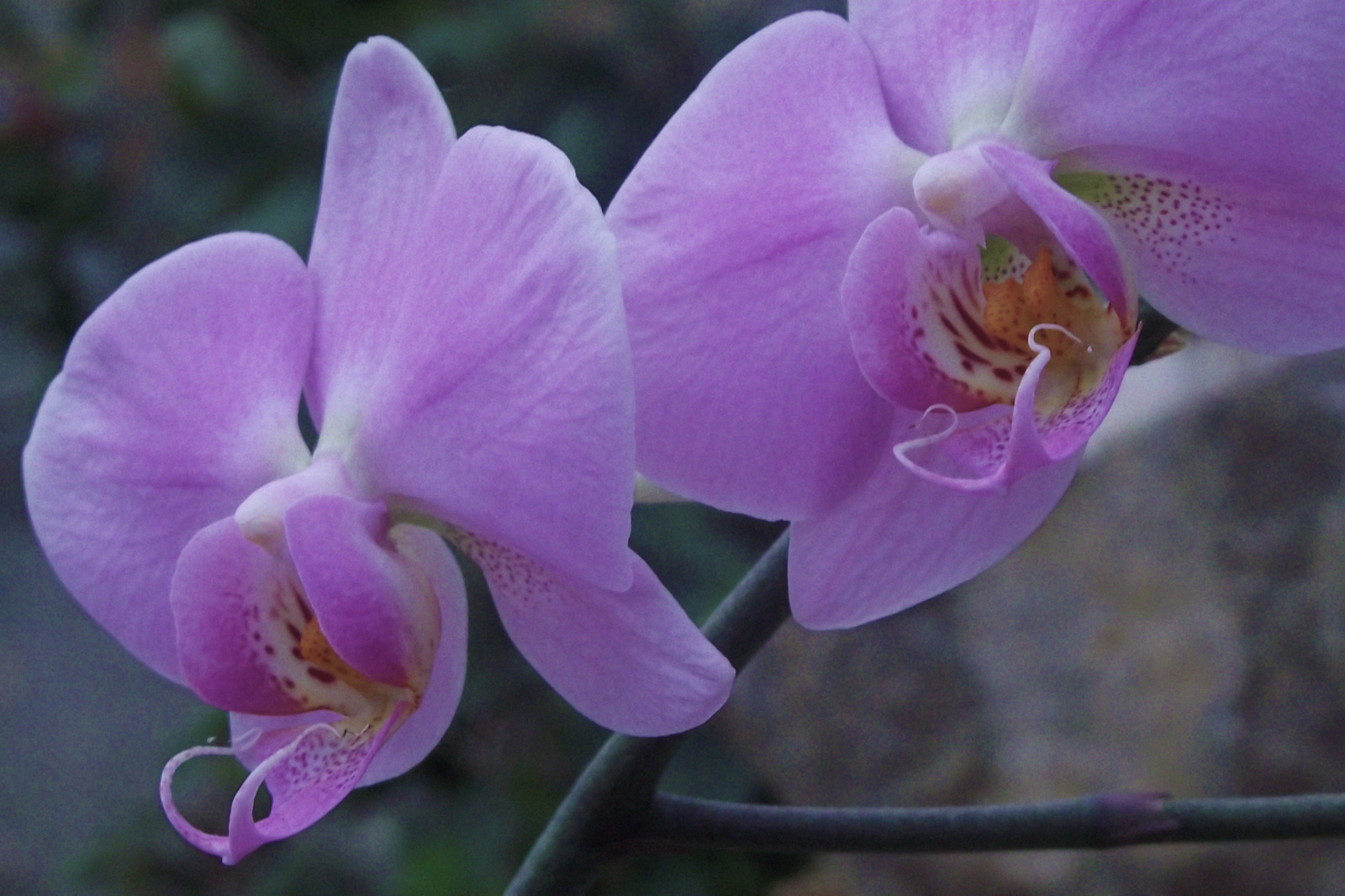 orchidea5