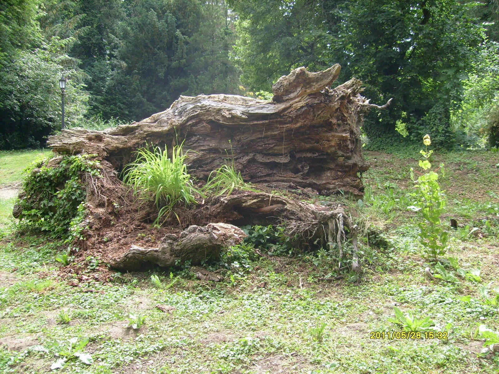 Szelestei arborétum