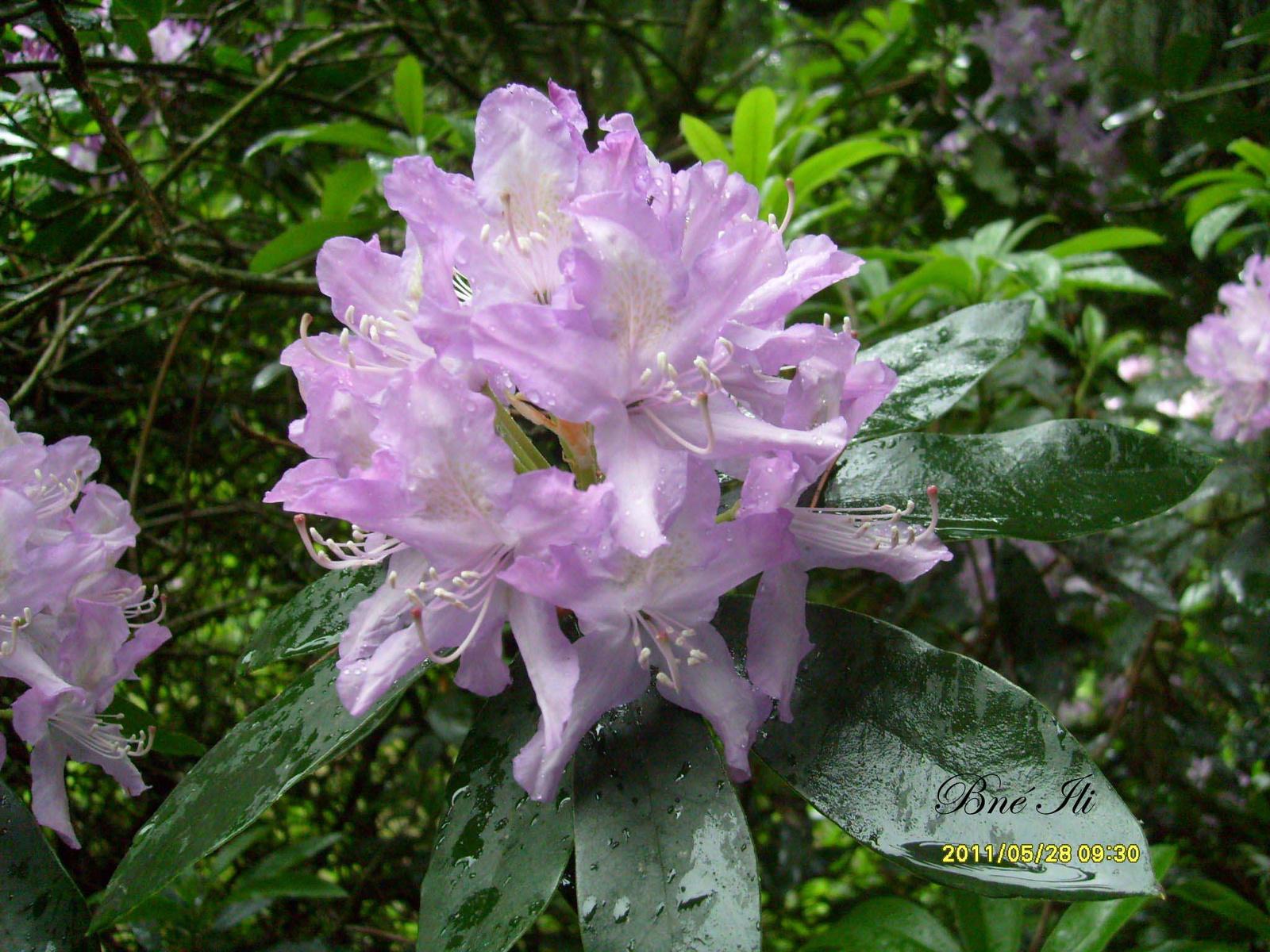 Rhododendron, Kámoni Arborétum