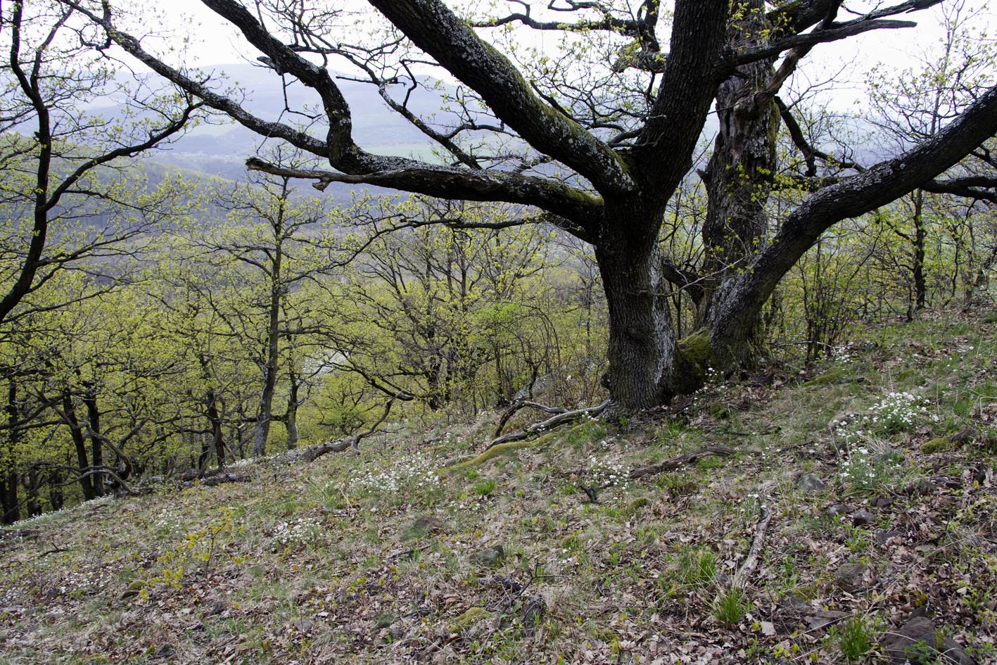 110416 NEX5 Hollókő-Nagybárkány 2473