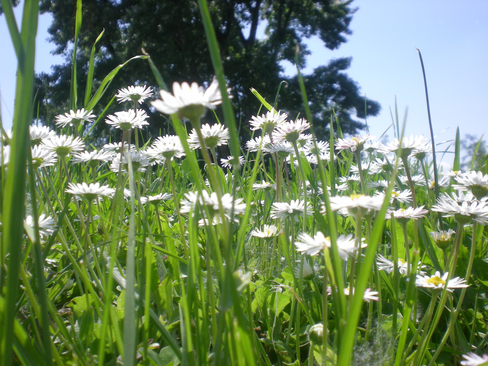 bellis perennis-hasalva