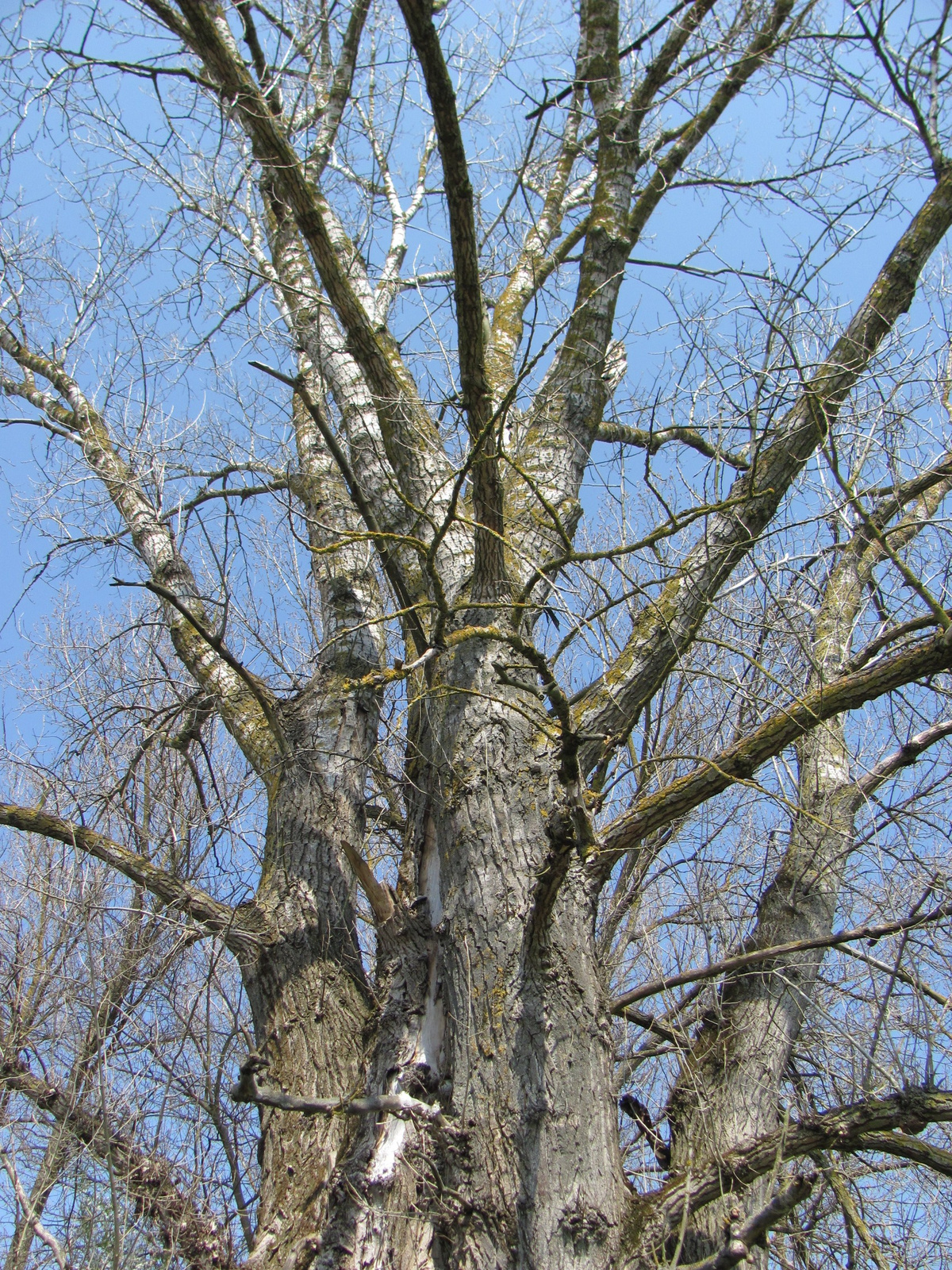 2011.04.03.Matty Madár emlékpark