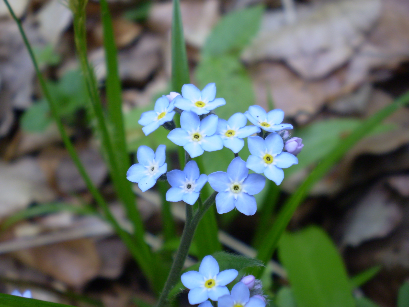 20090419Melegmány 097