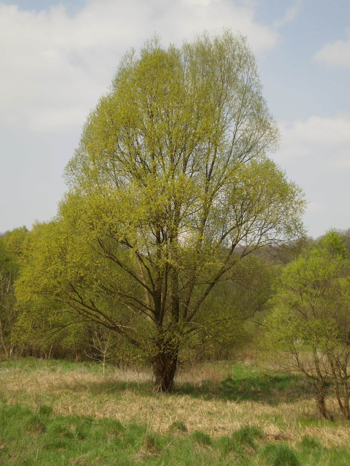 20100417Kovácsszénája