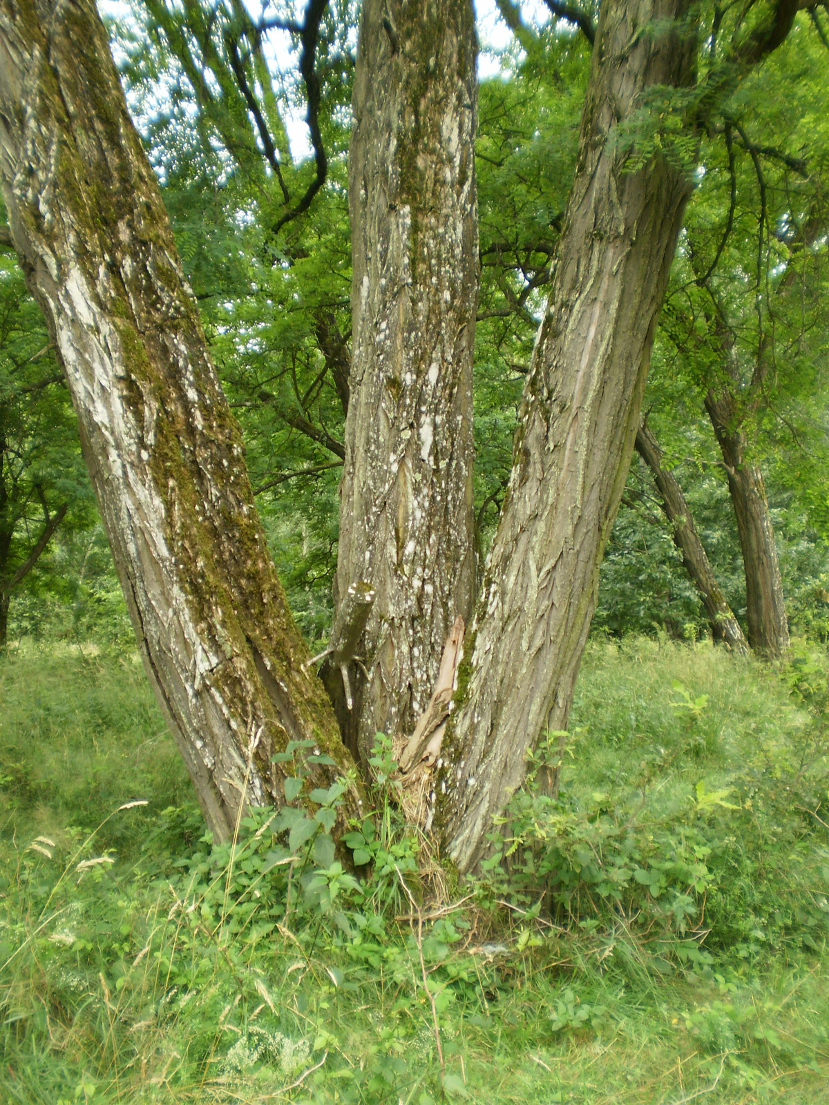 20100626-27 Zalaegerszeg 038