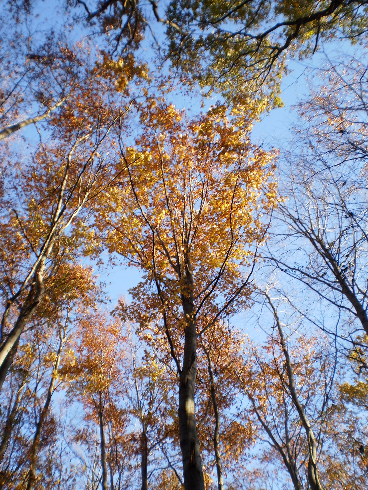 20101030Zobák-Pécsvárad 018