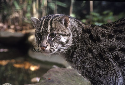 (1691-40)FishingCat