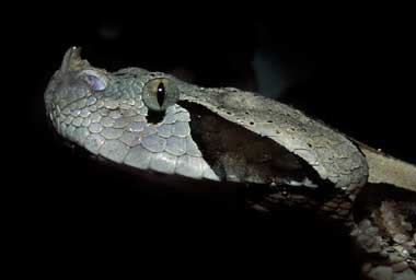 africangabboonviper